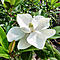 magnolia2's Avatar