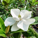 magnolia2